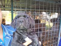 cucciolata cane corso